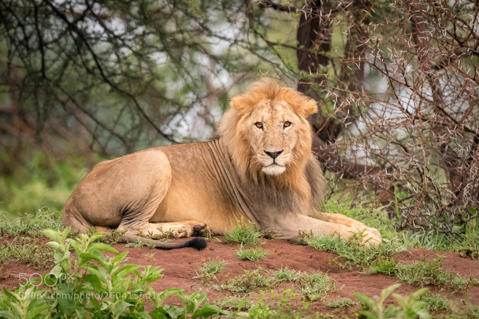 Nikon D810 sample photo. Male lion lying facing photography