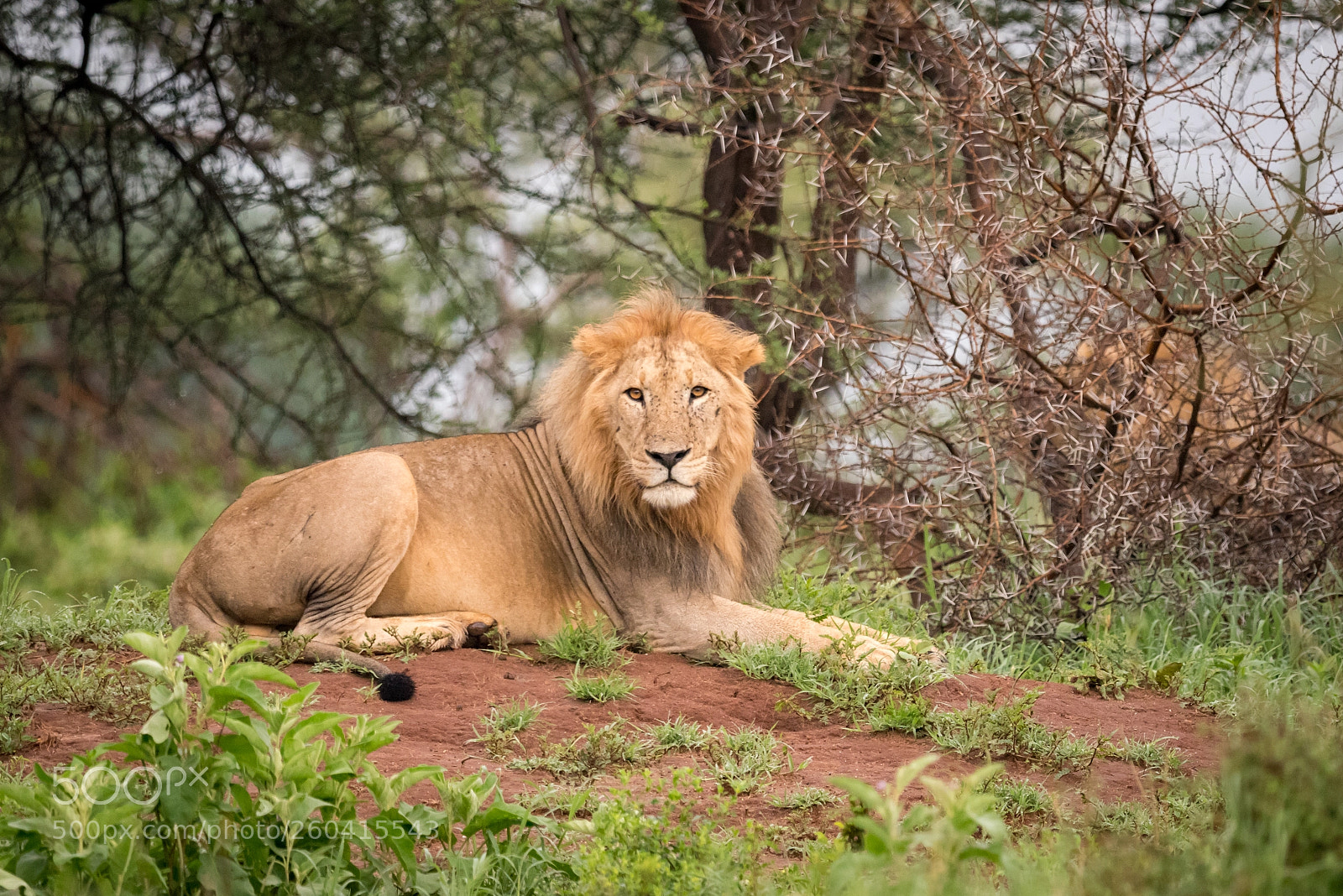 Nikon D810 sample photo. Male lion lying facing photography