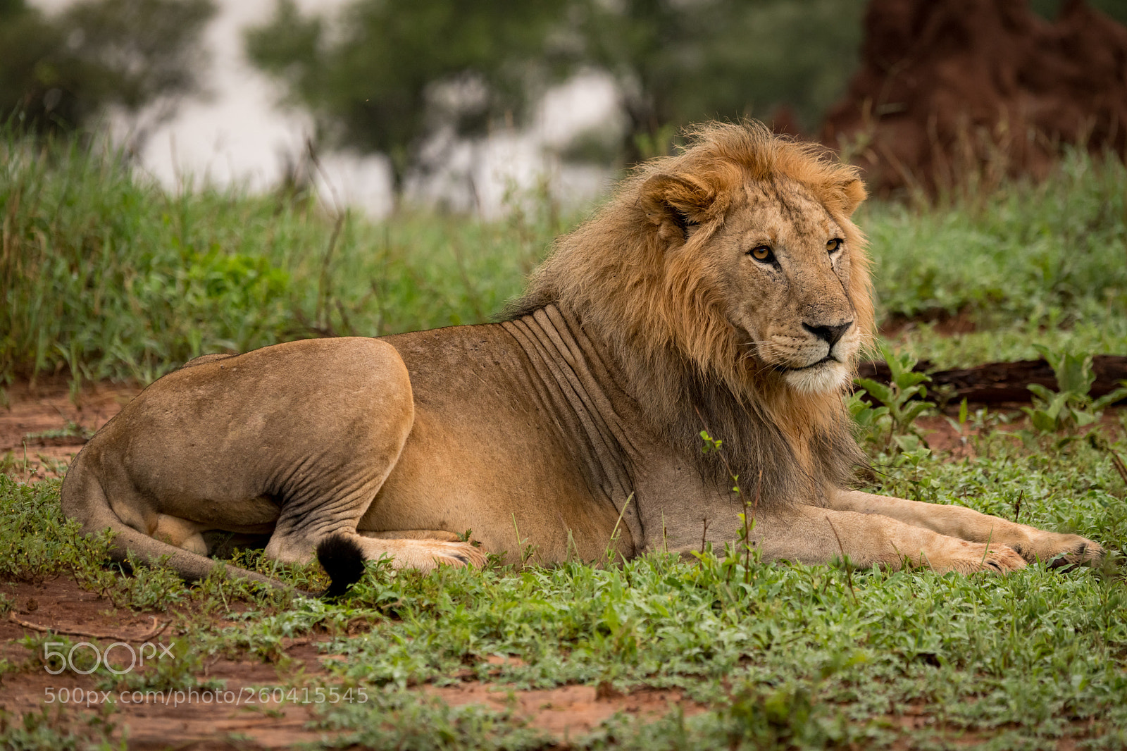 Nikon D850 sample photo. Male lion lying in photography