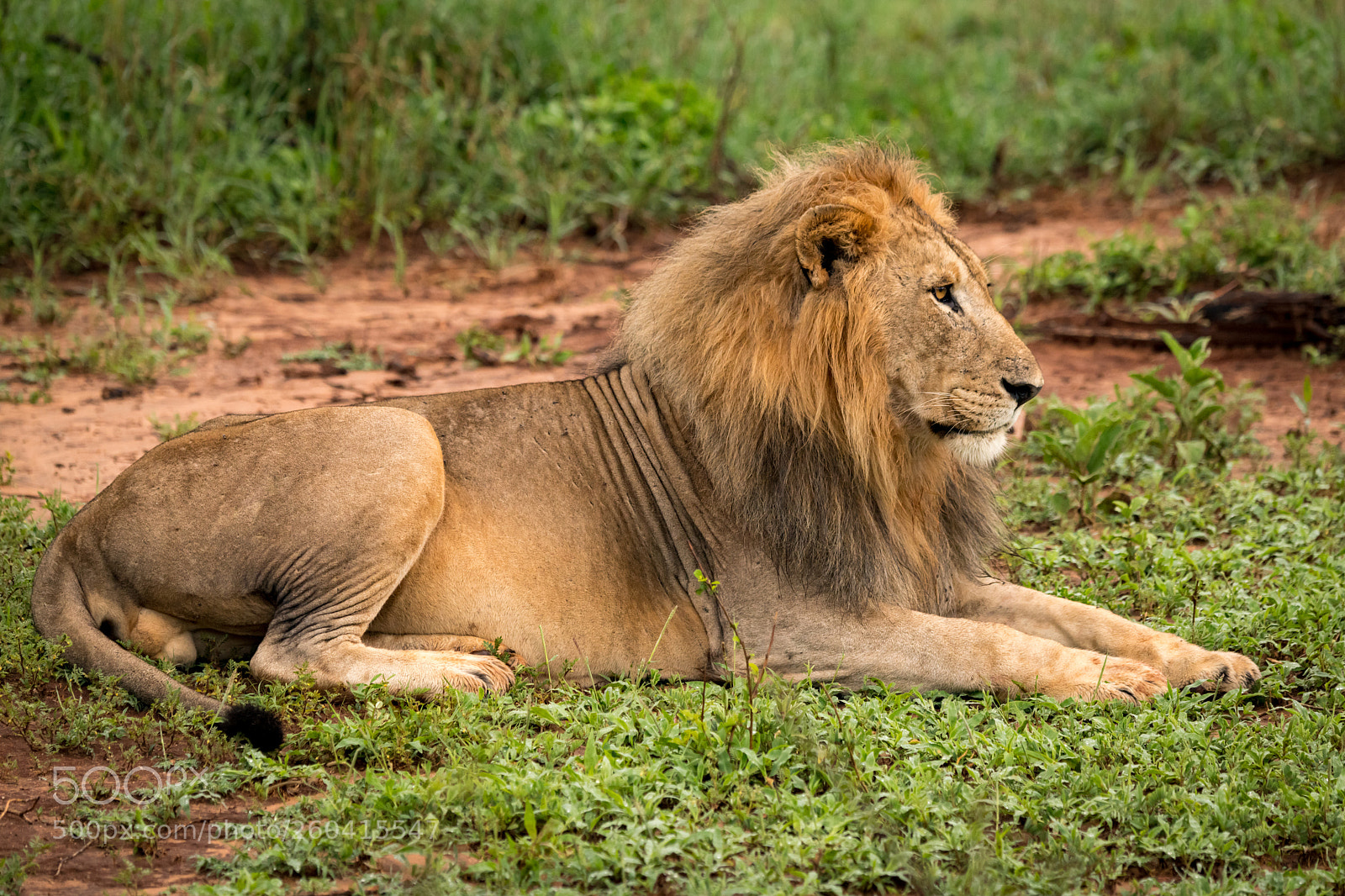 Nikon D850 sample photo. Male lion lying in photography