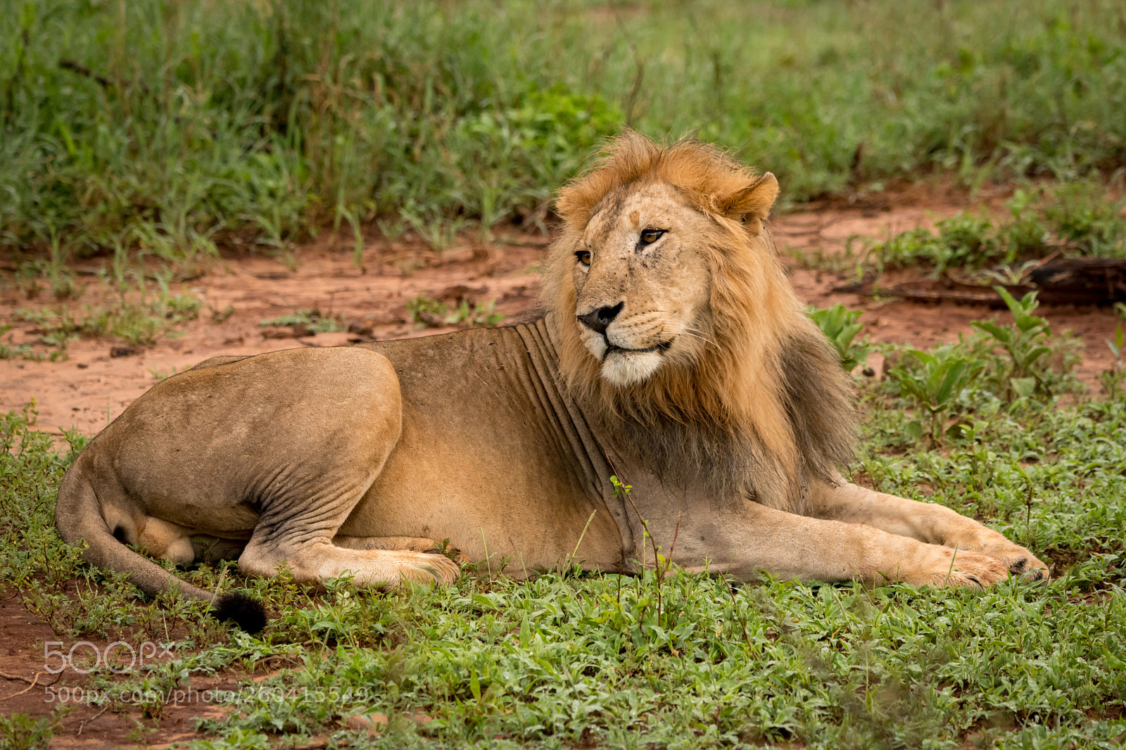 Nikon D850 sample photo. Male lion lying in photography