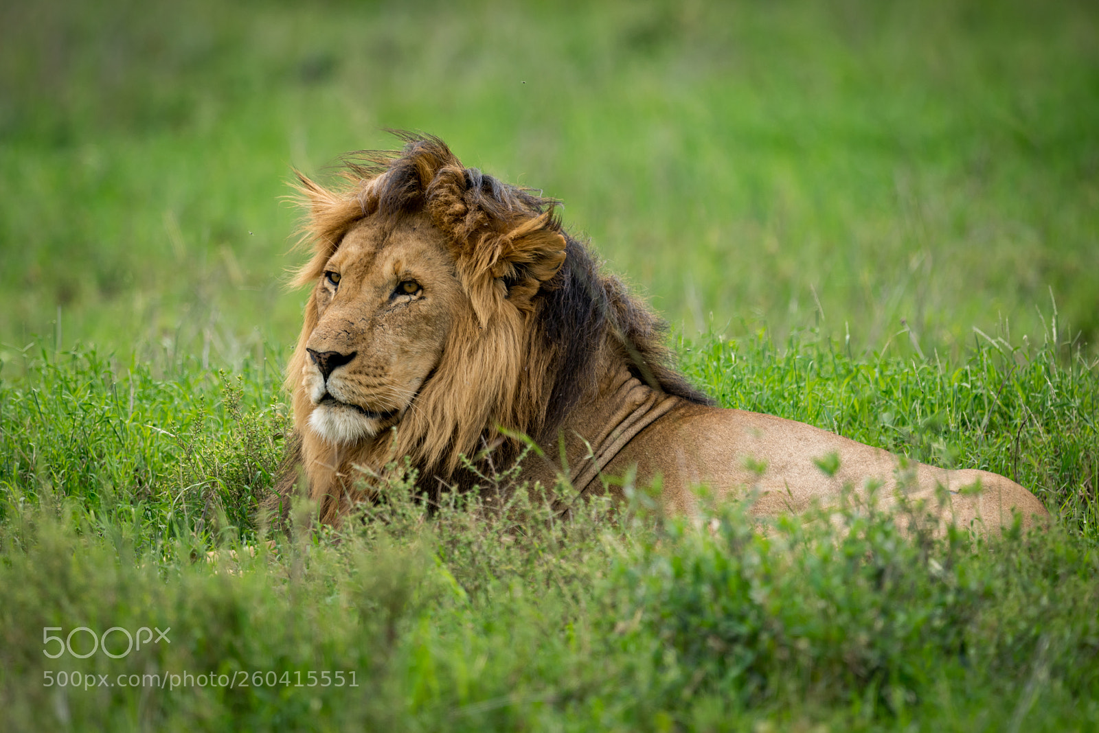 Nikon D810 sample photo. Male lion lying in photography