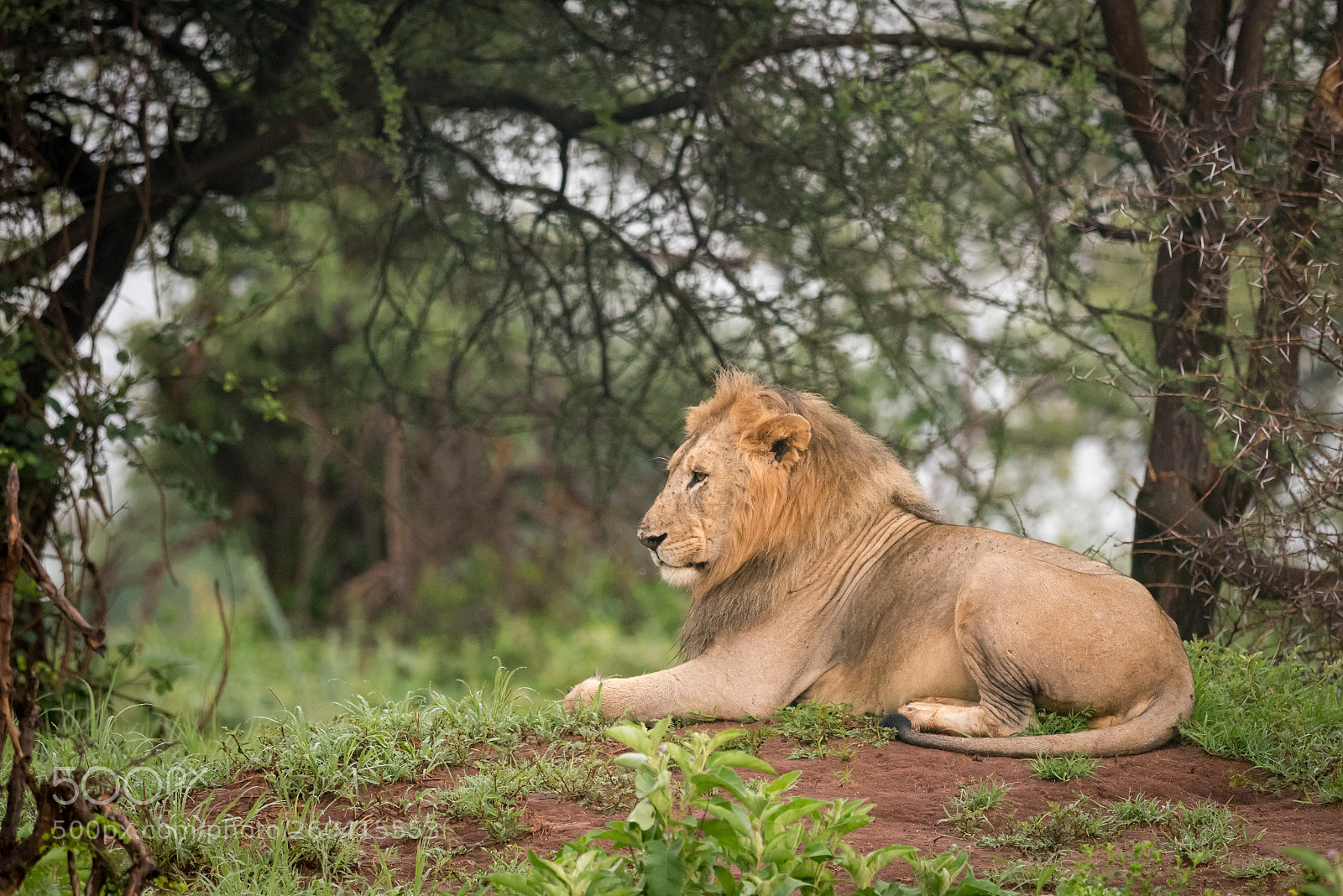 Nikon D810 sample photo. Male lion lying in photography