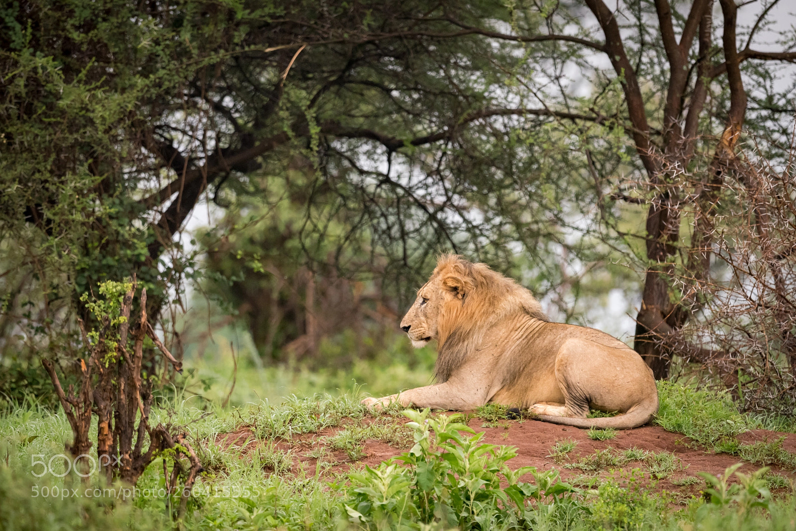 Nikon D810 sample photo. Male lion lying in photography