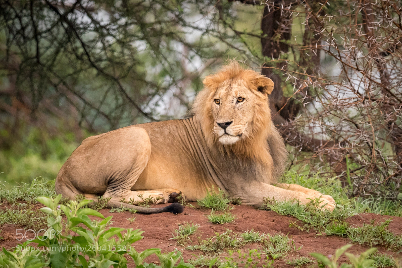 Nikon D810 sample photo. Male lion lying in photography