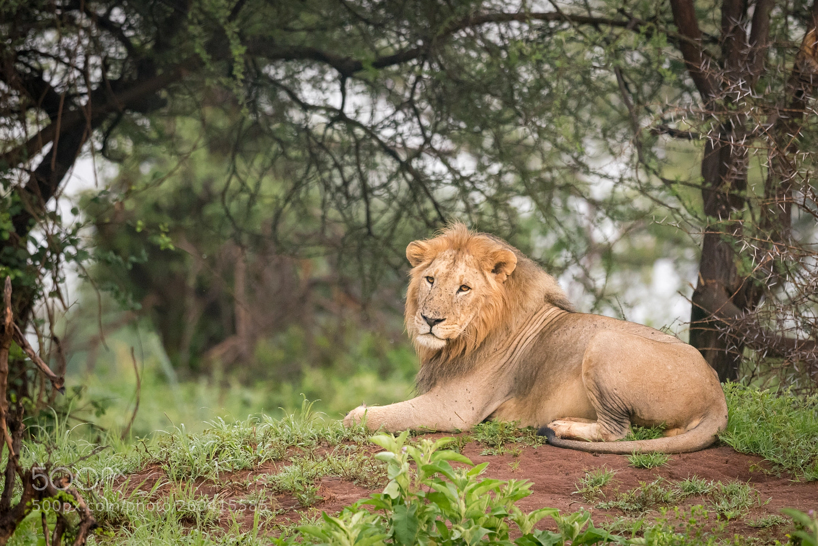 Nikon D810 sample photo. Male lion lying in photography