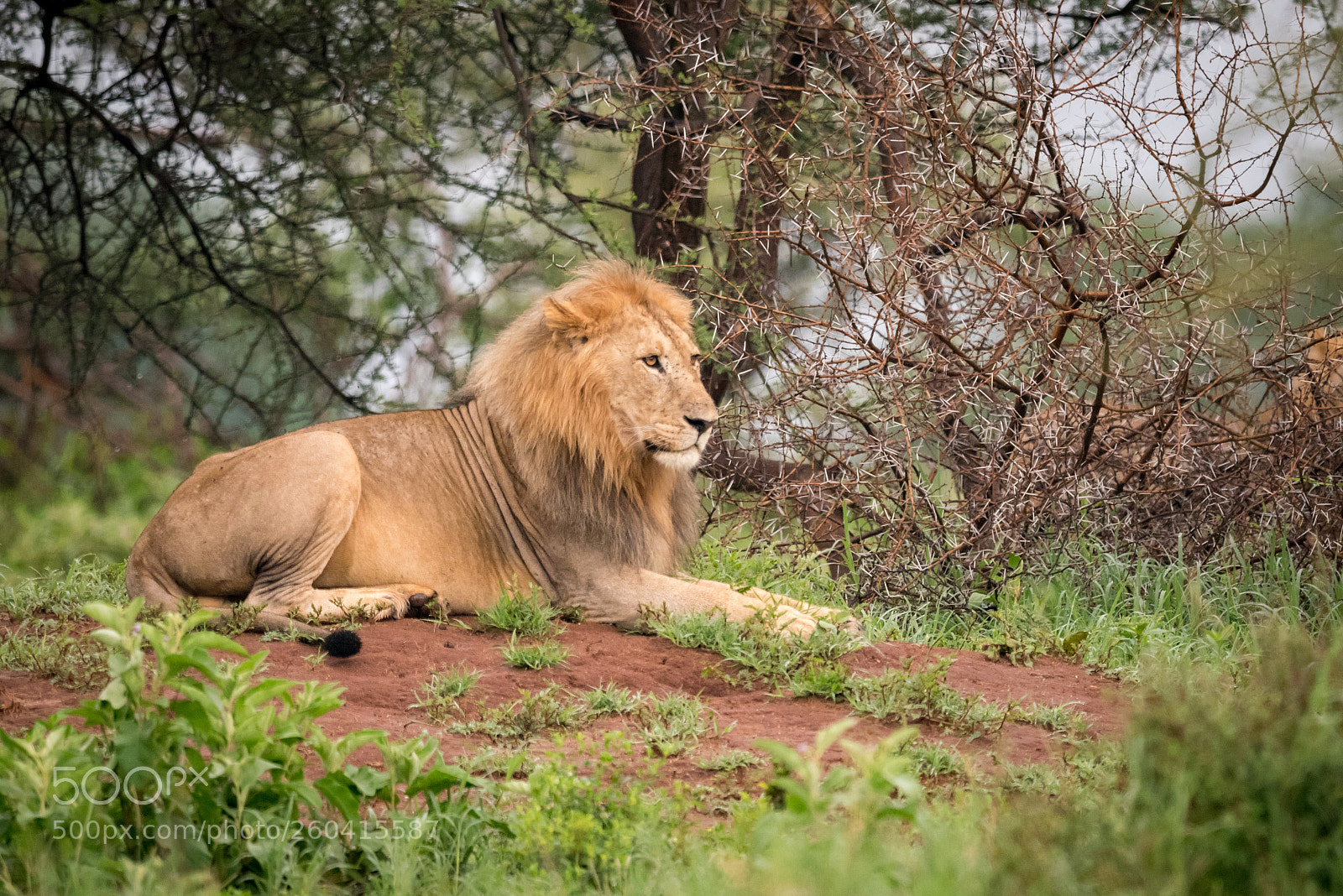 Nikon D810 sample photo. Male lion lying on photography