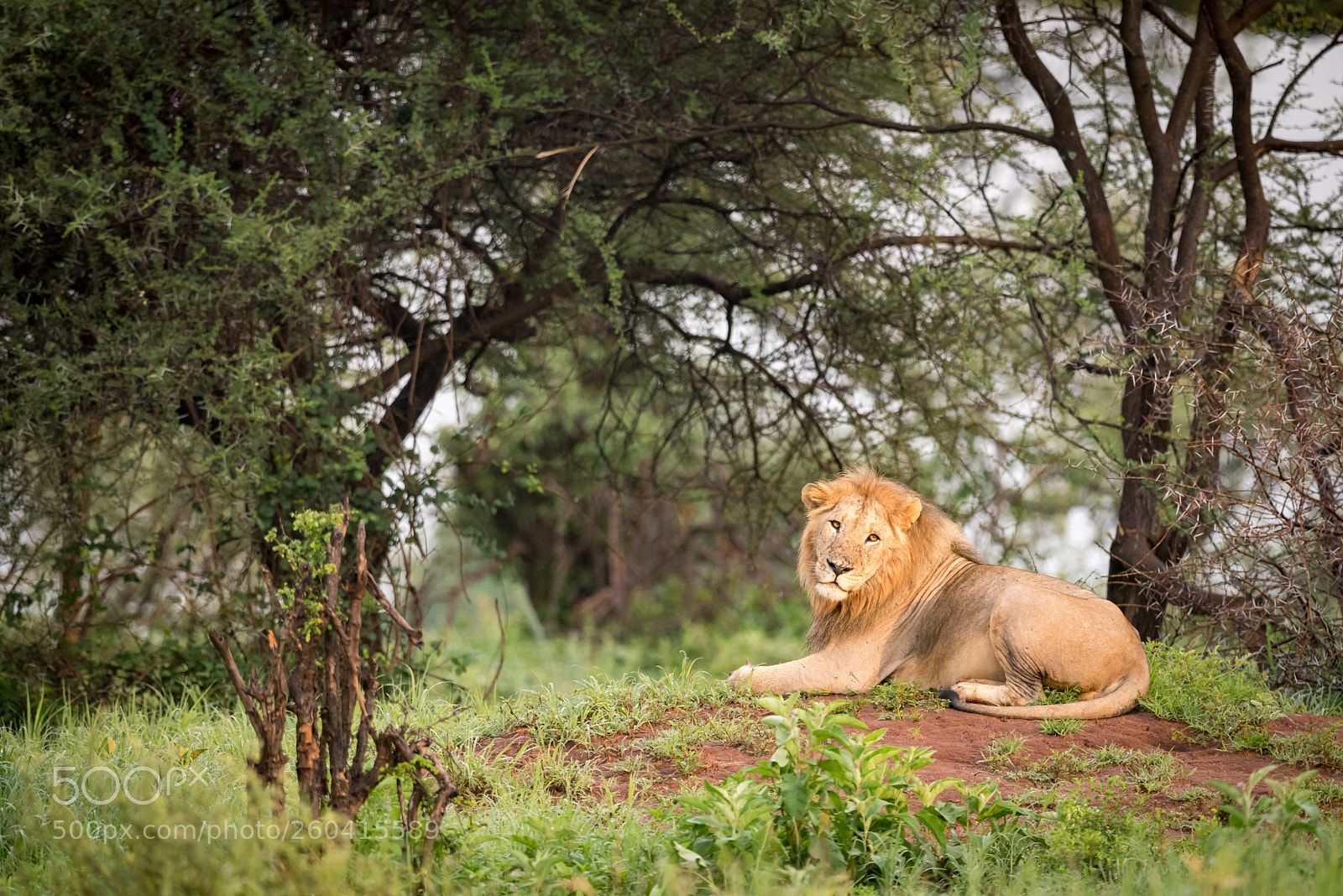 Nikon D810 sample photo. Male lion lying on photography