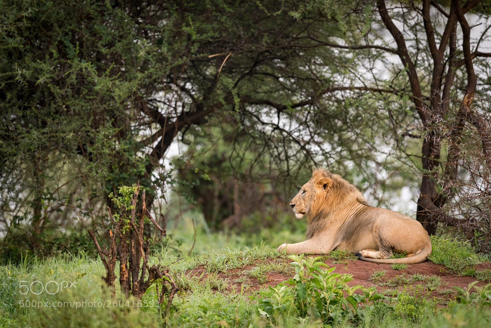 Nikon D810 sample photo. Male lion lying on photography