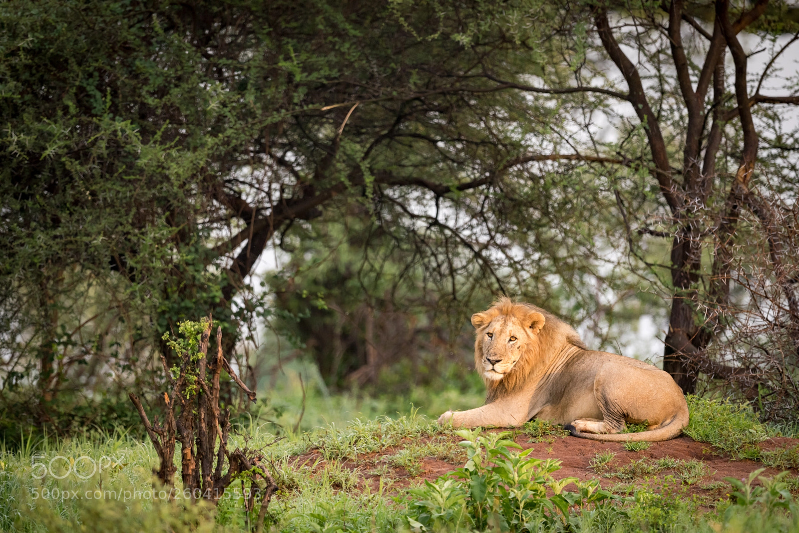 Nikon D810 sample photo. Male lion lying on photography