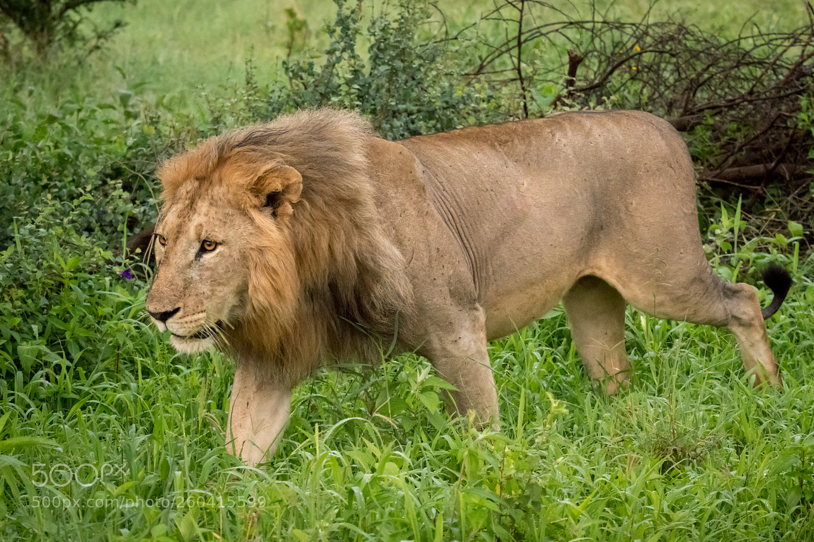 Nikon D850 sample photo. Male lion passes bushes photography