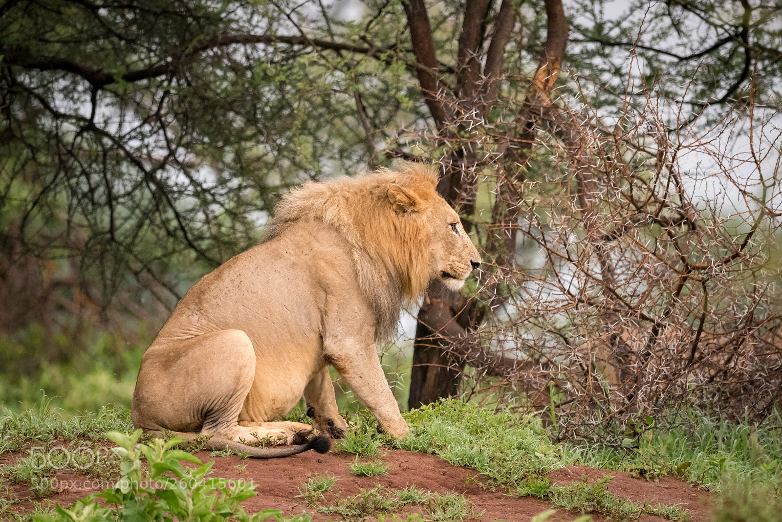 Nikon D810 sample photo. Male lion sitting in photography