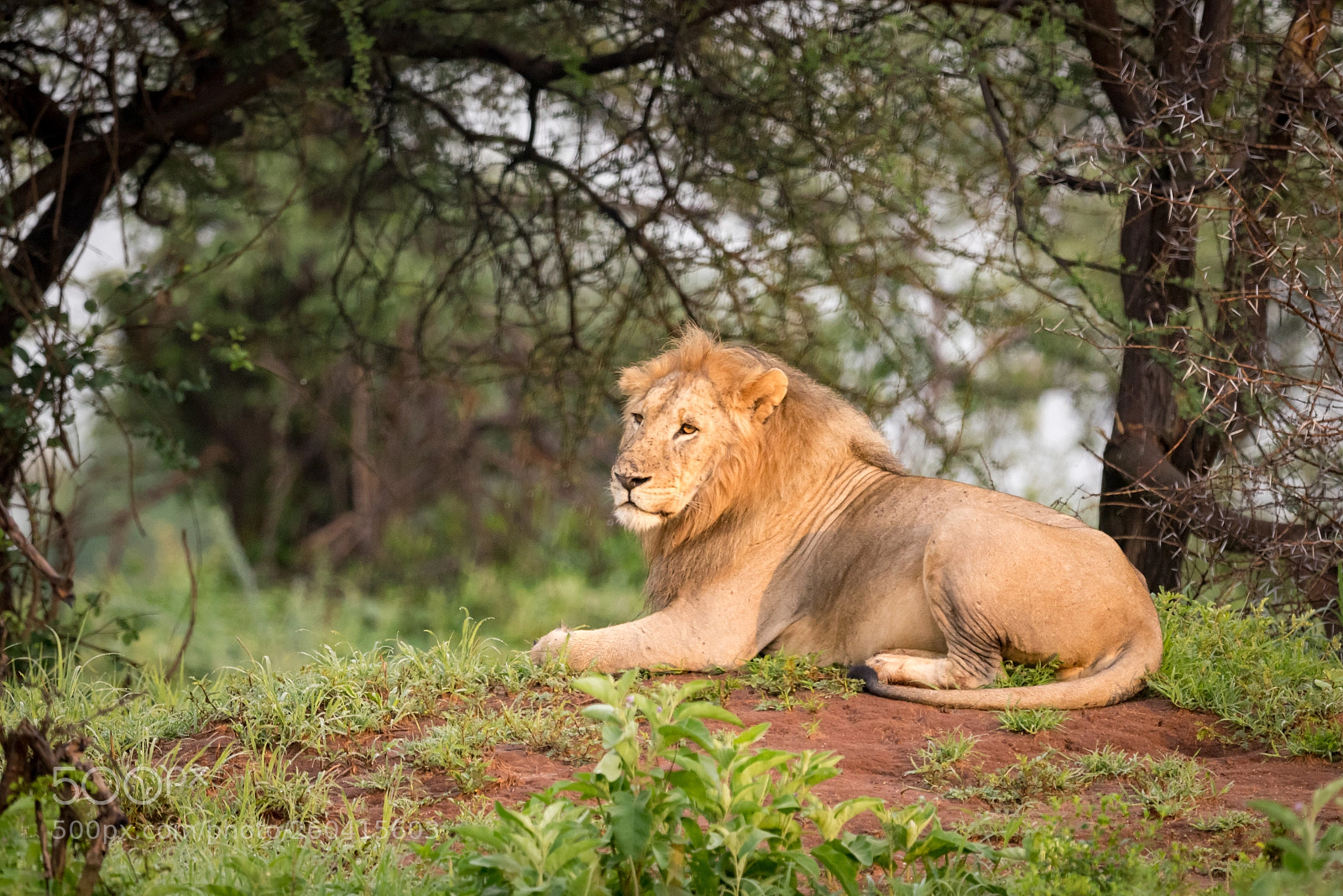 Nikon D810 sample photo. Male lion lying on photography