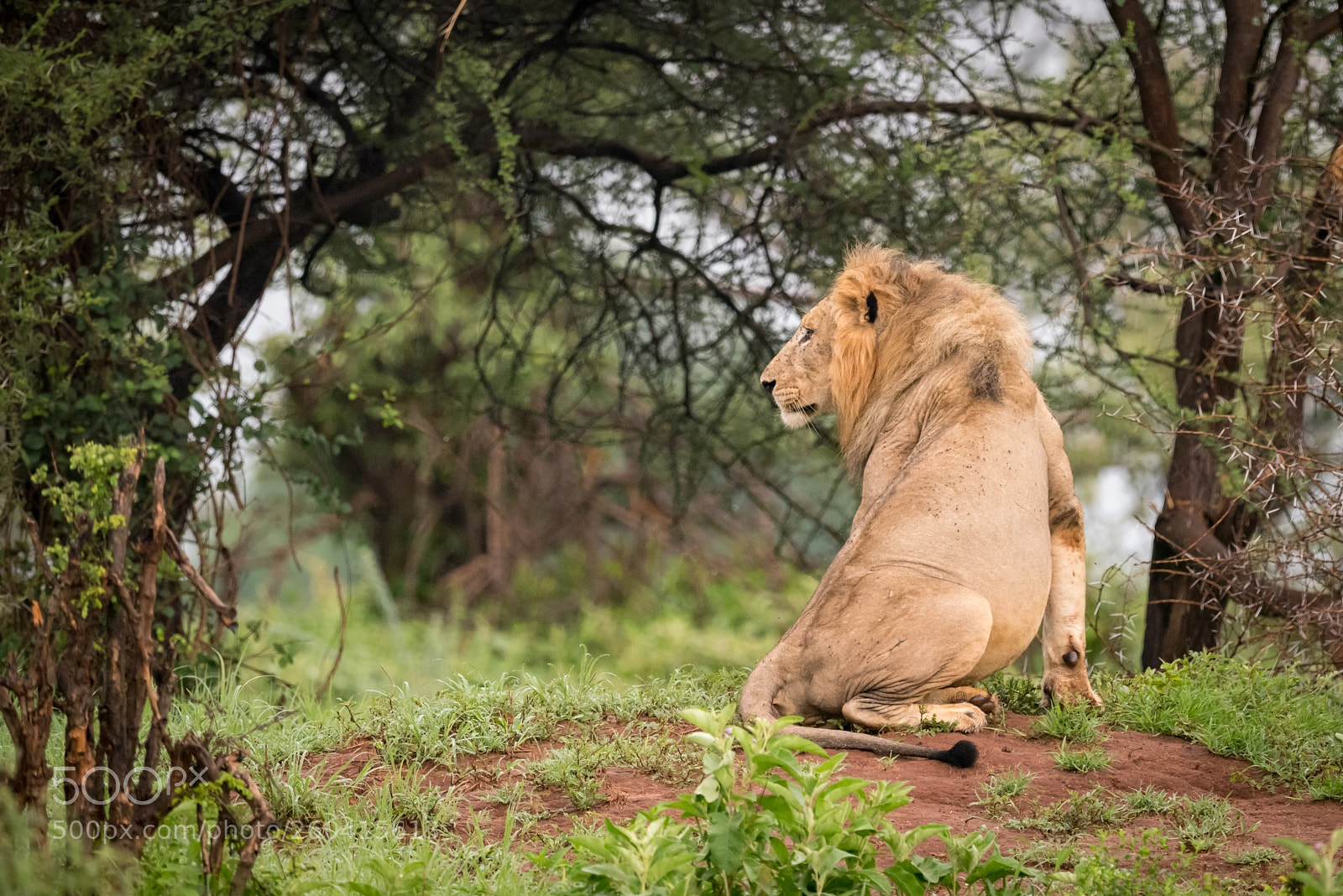 Nikon D810 sample photo. Male lion sitting in photography