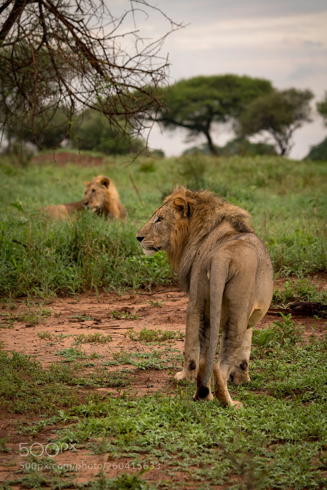Nikon D850 sample photo. Male lion stands in photography