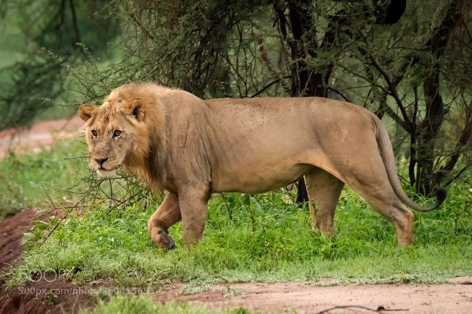 Nikon D850 sample photo. Male lion walks through photography