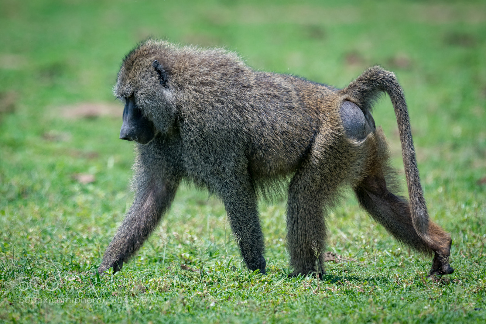 Nikon D850 sample photo. Male olive baboon crosses photography