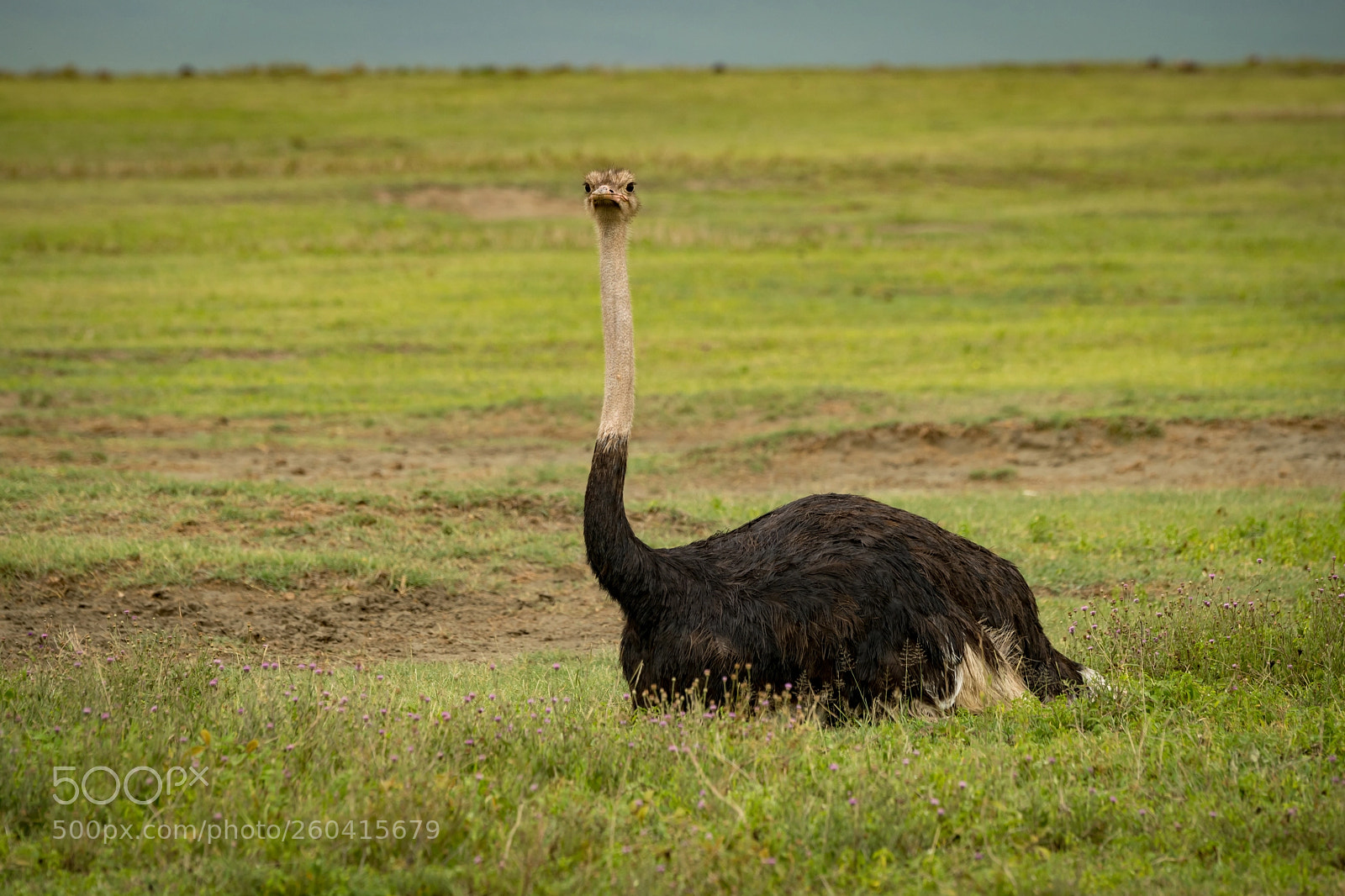 Nikon D850 sample photo. Male ostrich lies on photography