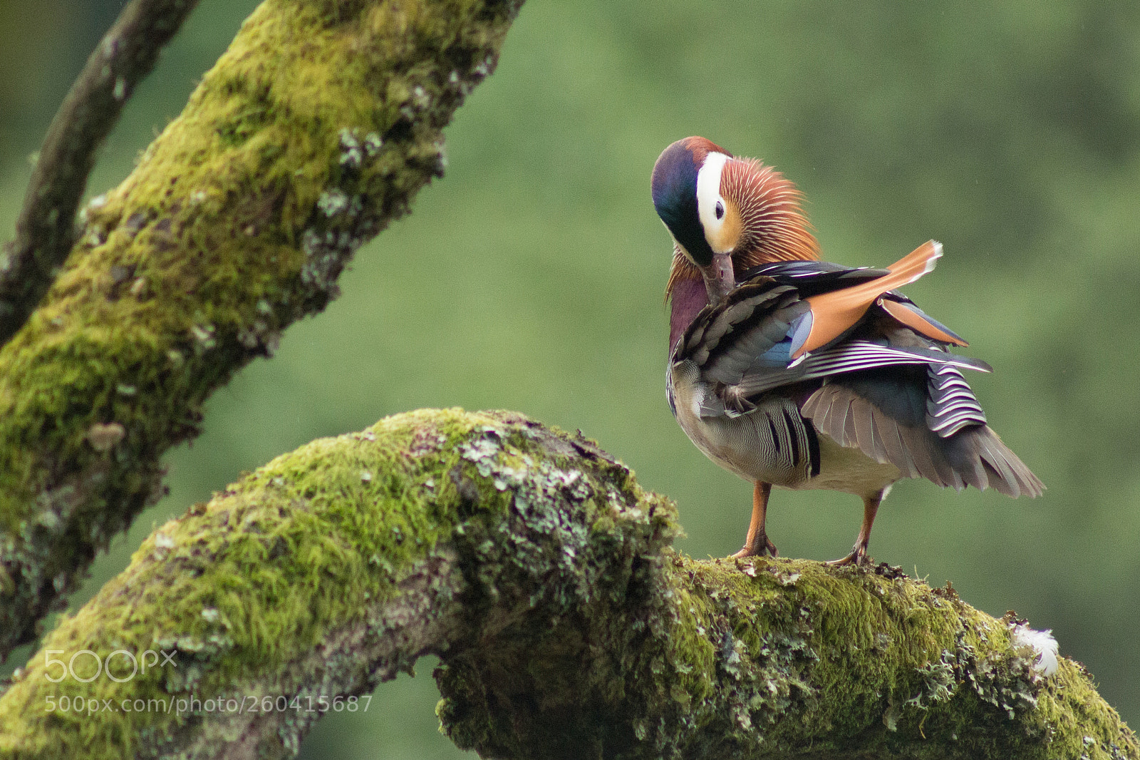 Canon EOS 700D (EOS Rebel T5i / EOS Kiss X7i) sample photo. Preening mandarin photography