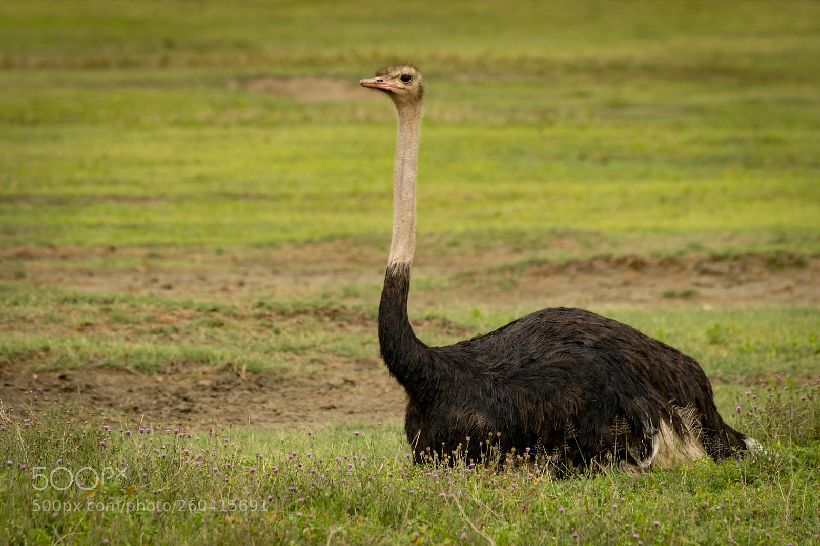 Nikon D850 sample photo. Male ostrich lying on photography