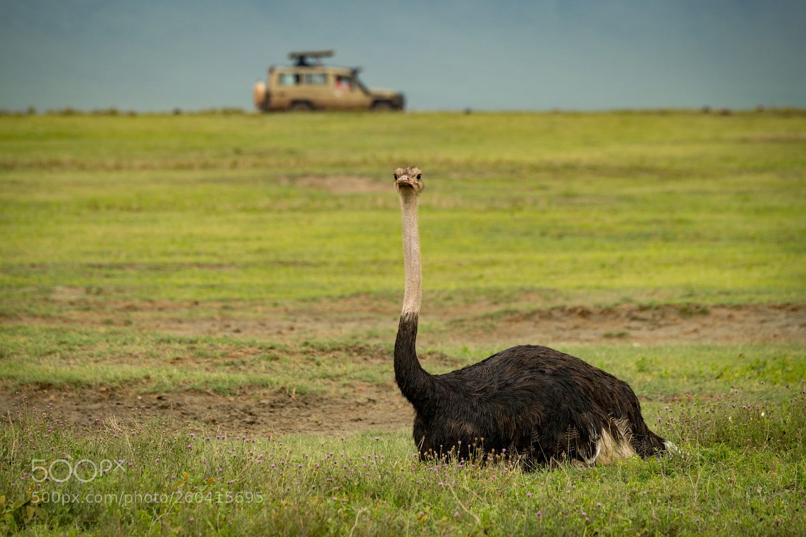 Nikon D850 sample photo. Male ostrich on grass photography