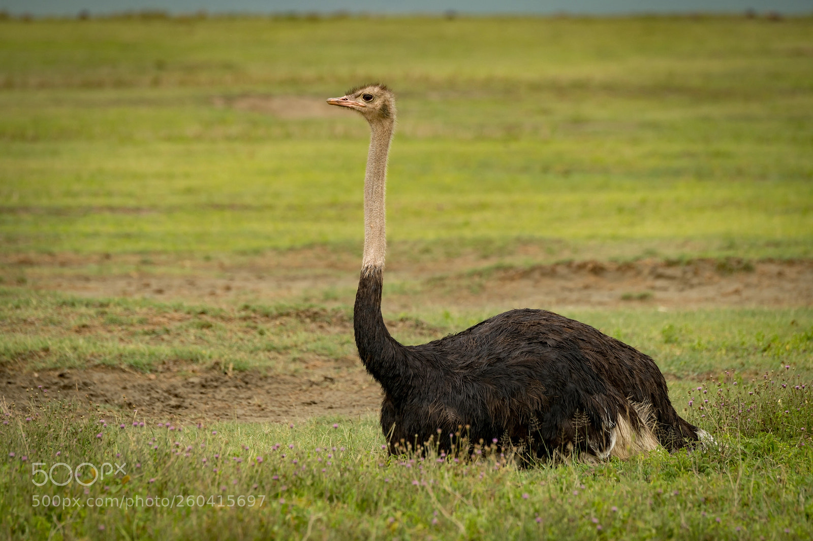 Nikon D850 sample photo. Male ostrich lying on photography