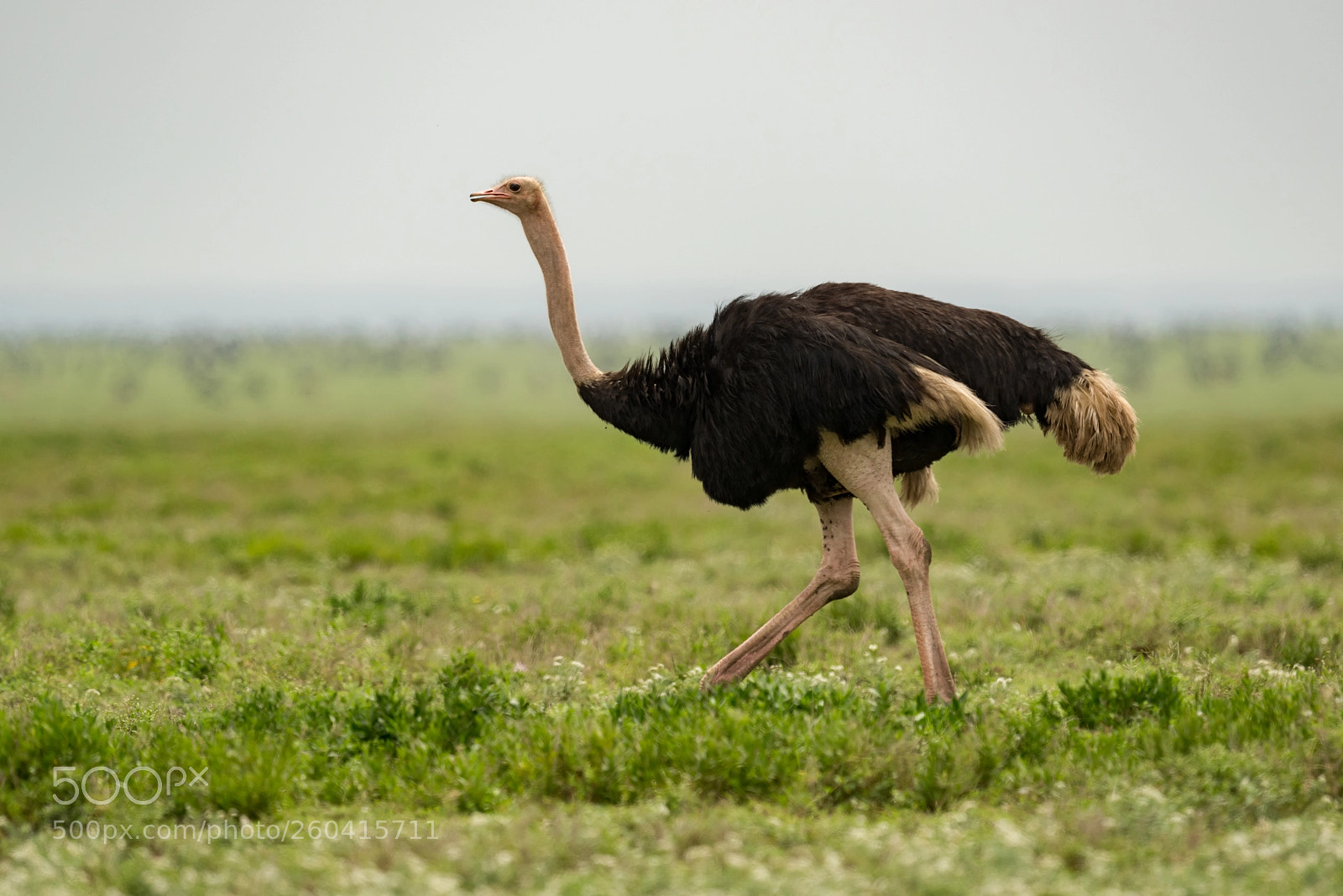 Nikon D810 sample photo. Male ostrich running on photography