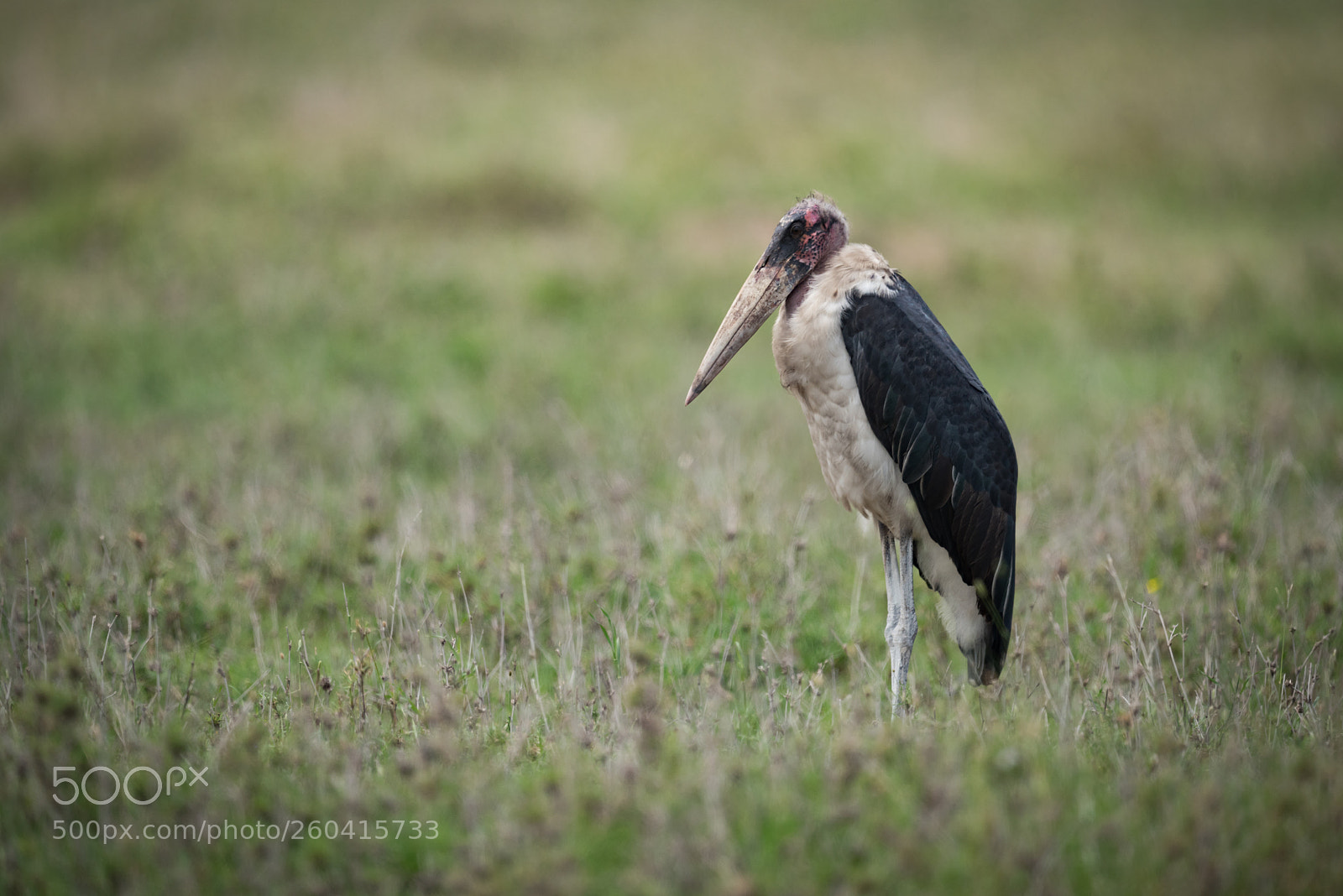 Nikon D810 sample photo. Marabou stork standing on photography