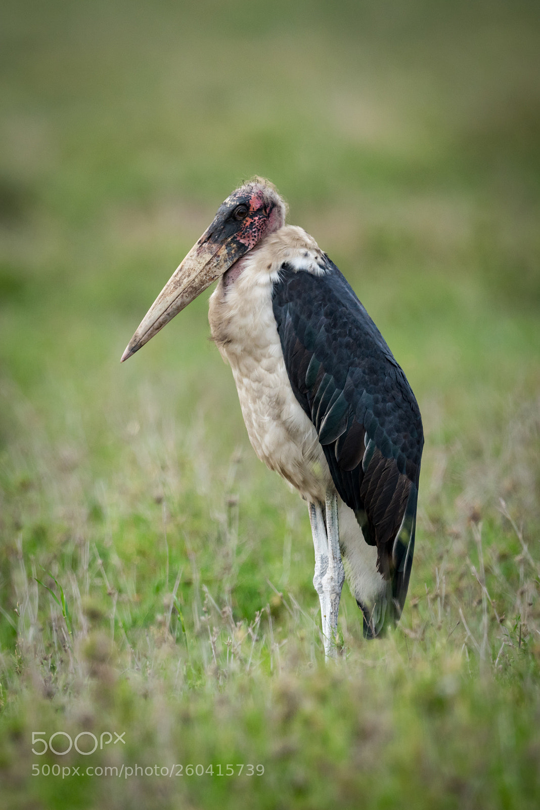 Nikon D810 sample photo. Marabou stork standing on photography