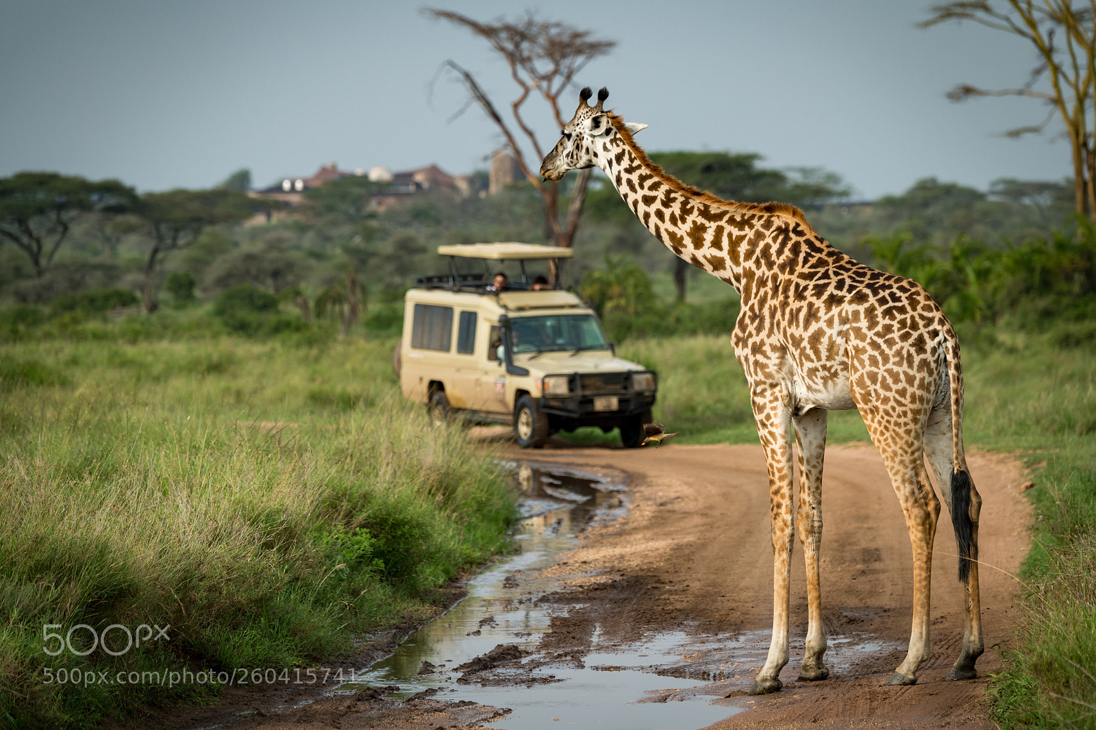 Nikon D850 sample photo. Masai giraffe blocking flooded photography
