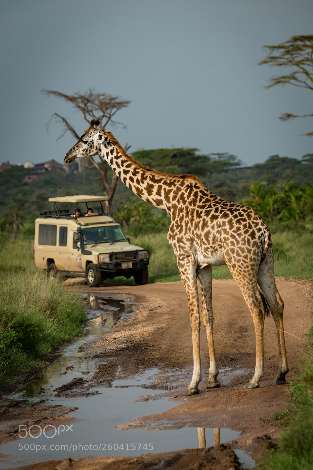 Nikon D850 sample photo. Masai giraffe blocks flooded photography