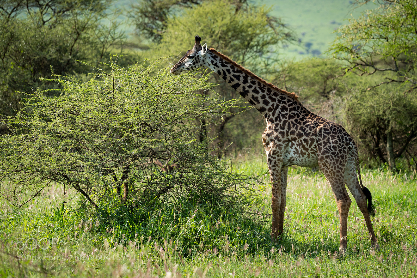 Nikon D850 sample photo. Masai giraffe browses bush photography