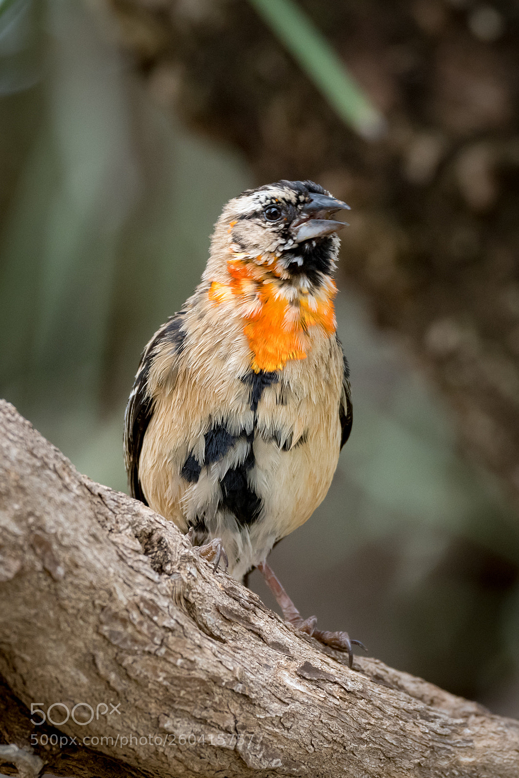 Nikon D850 sample photo. Male southern red bishop photography