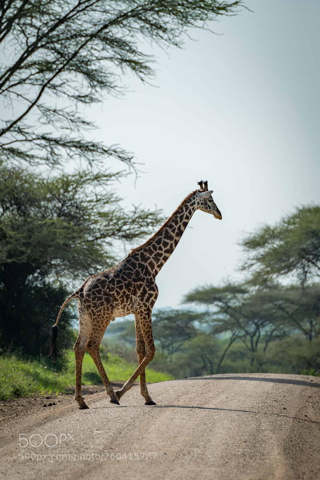 Nikon D850 sample photo. Masai giraffe crosses road photography