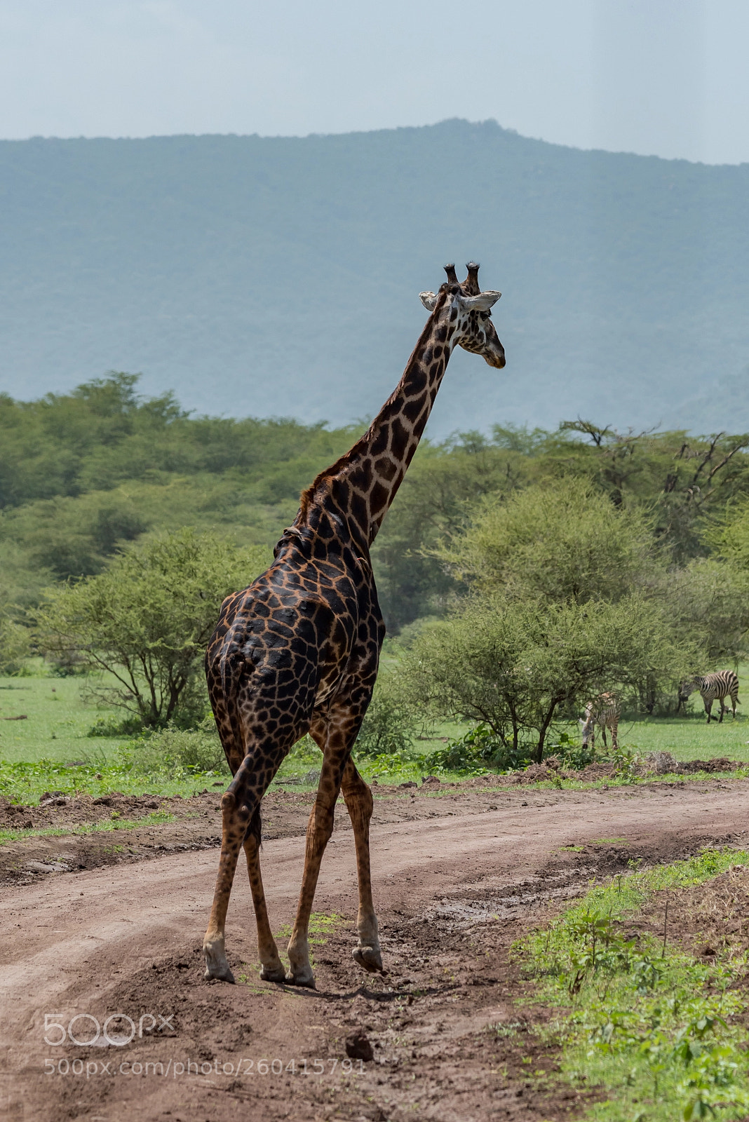 Nikon D810 sample photo. Masai giraffe crosses dirt photography