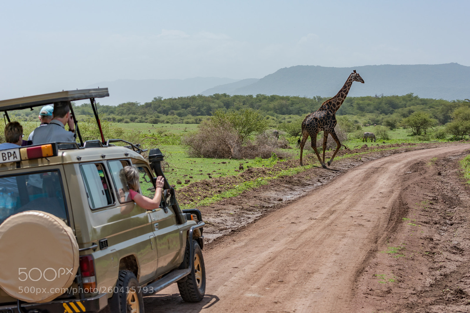 Nikon D810 sample photo. Masai giraffe crosses dirt photography