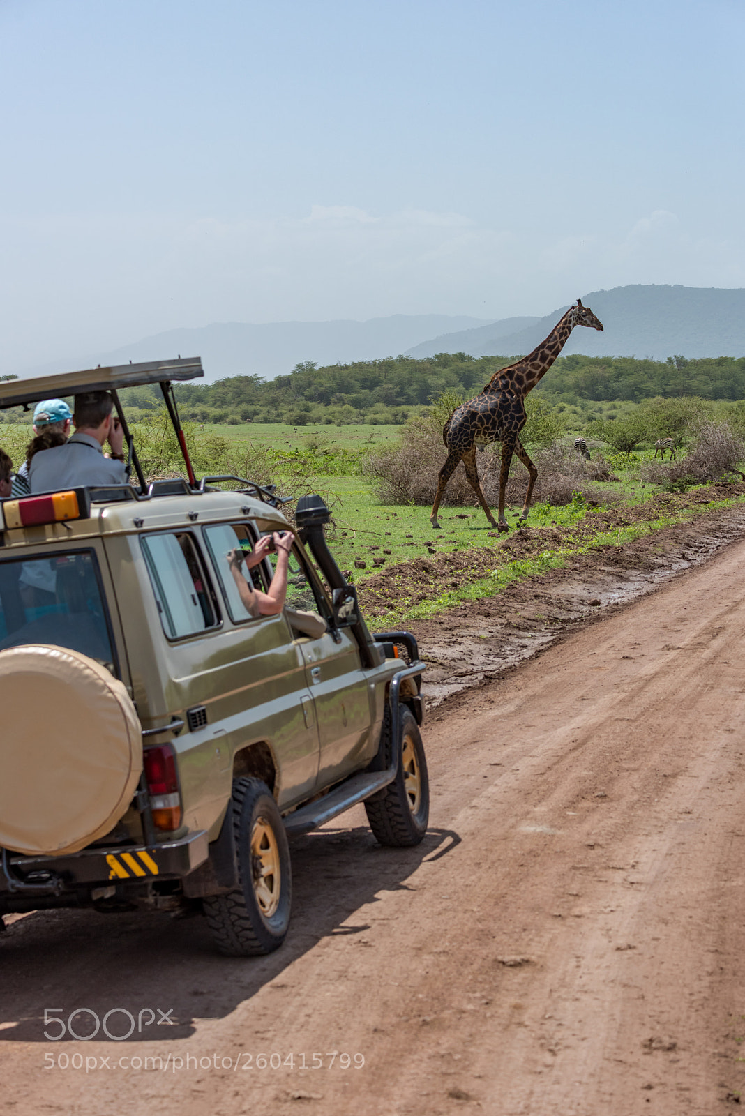 Nikon D810 sample photo. Masai giraffe crossing dirt photography