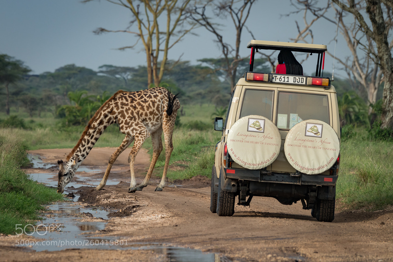 Nikon D850 sample photo. Masai giraffe drinks from photography