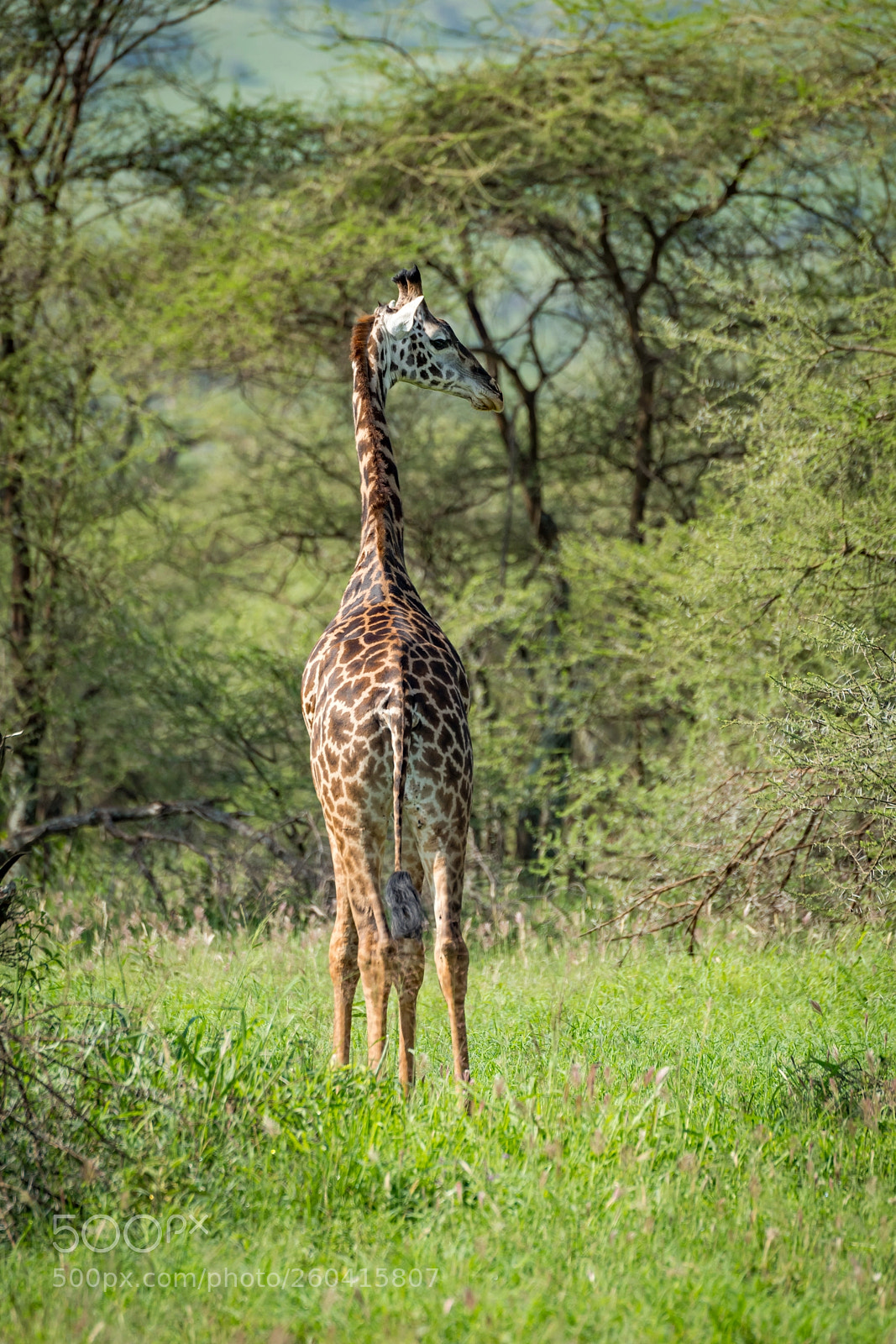 Nikon D850 sample photo. Masai giraffe looks over photography