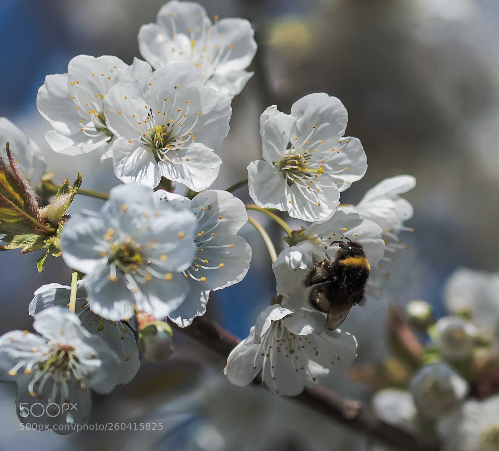 Nikon D610 sample photo. Bombo sul ciliegio photography