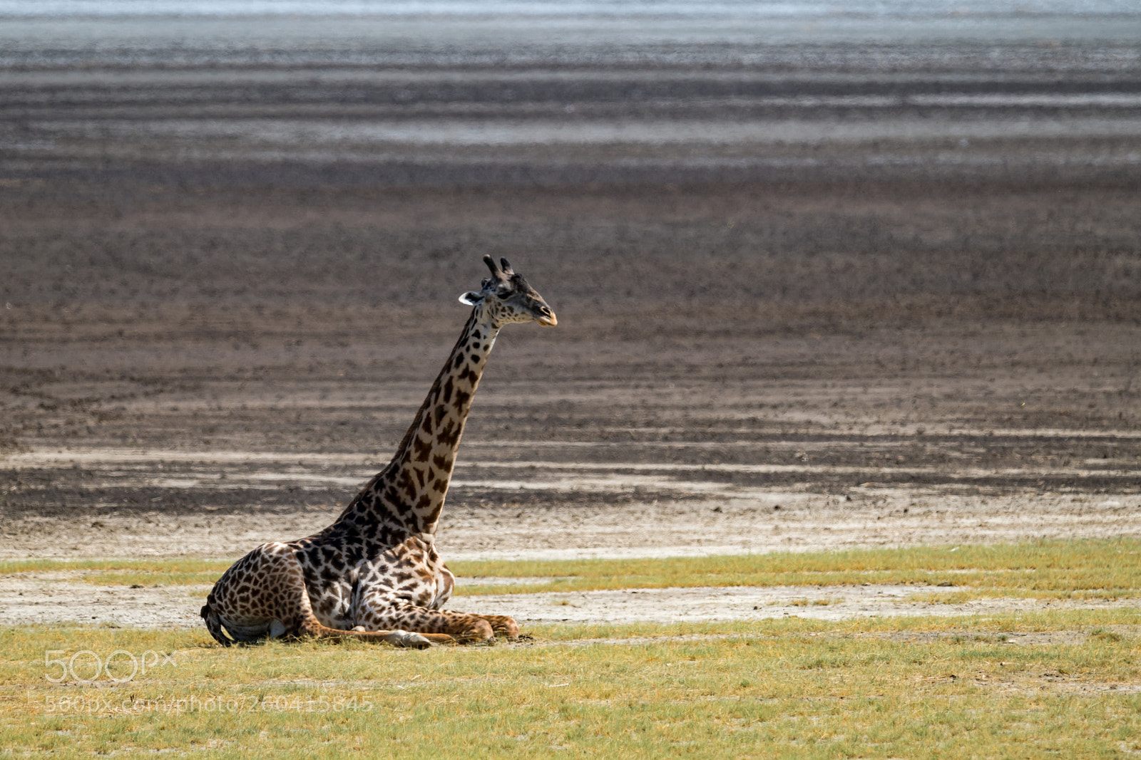 Nikon D850 sample photo. Masai giraffe sitting on photography