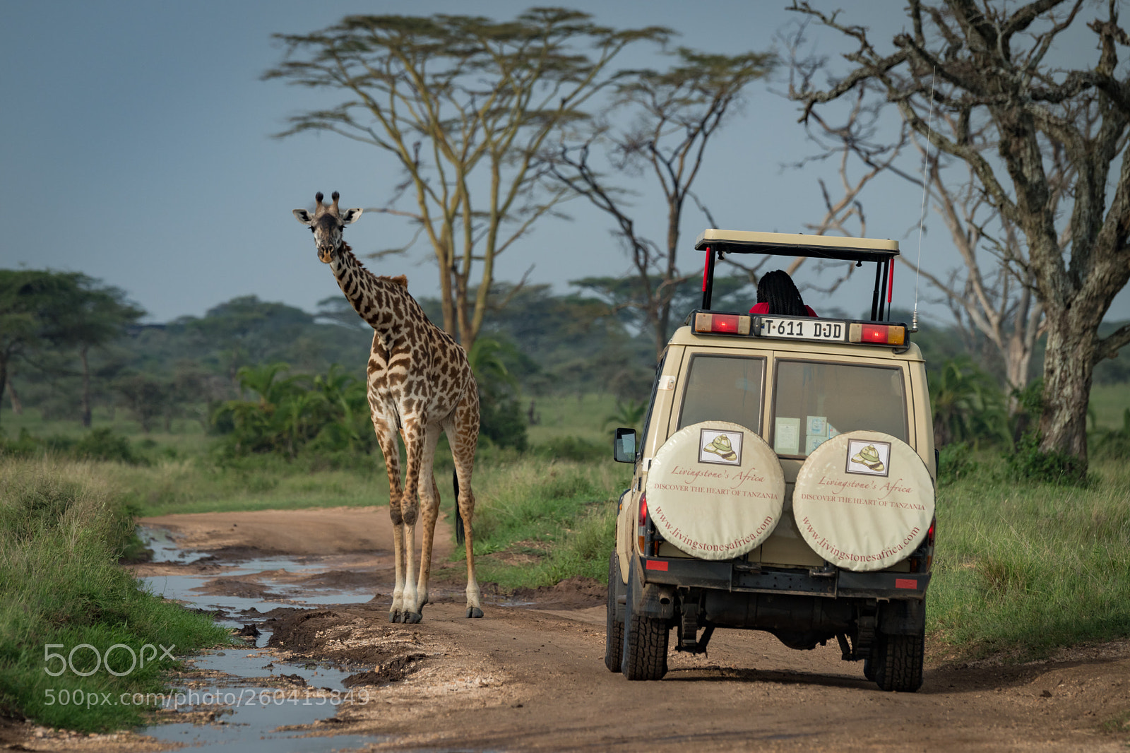 Nikon D850 sample photo. Masai giraffe stands before photography
