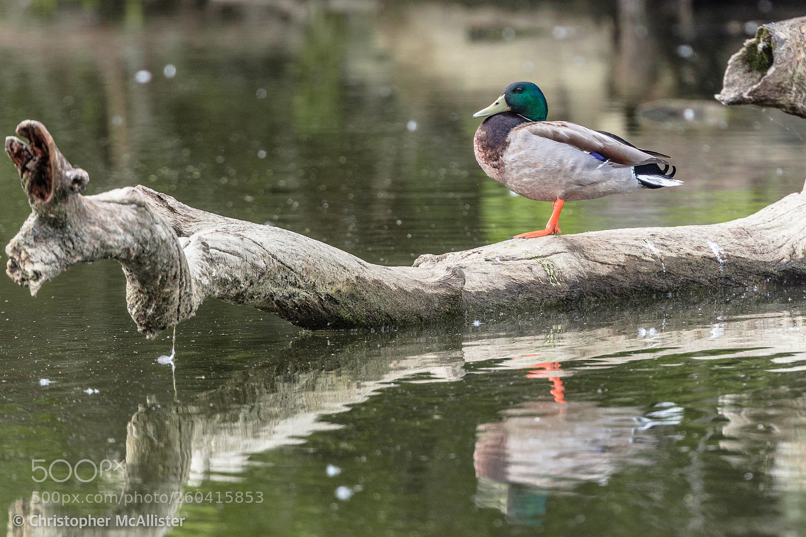 Canon EOS 5DS R sample photo. Mallard photography