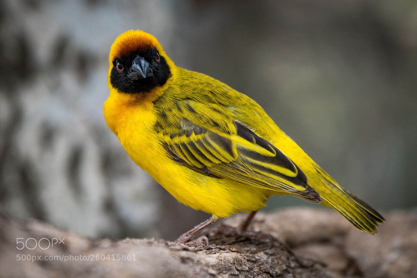 Nikon D850 sample photo. Masked weaver bird facing photography