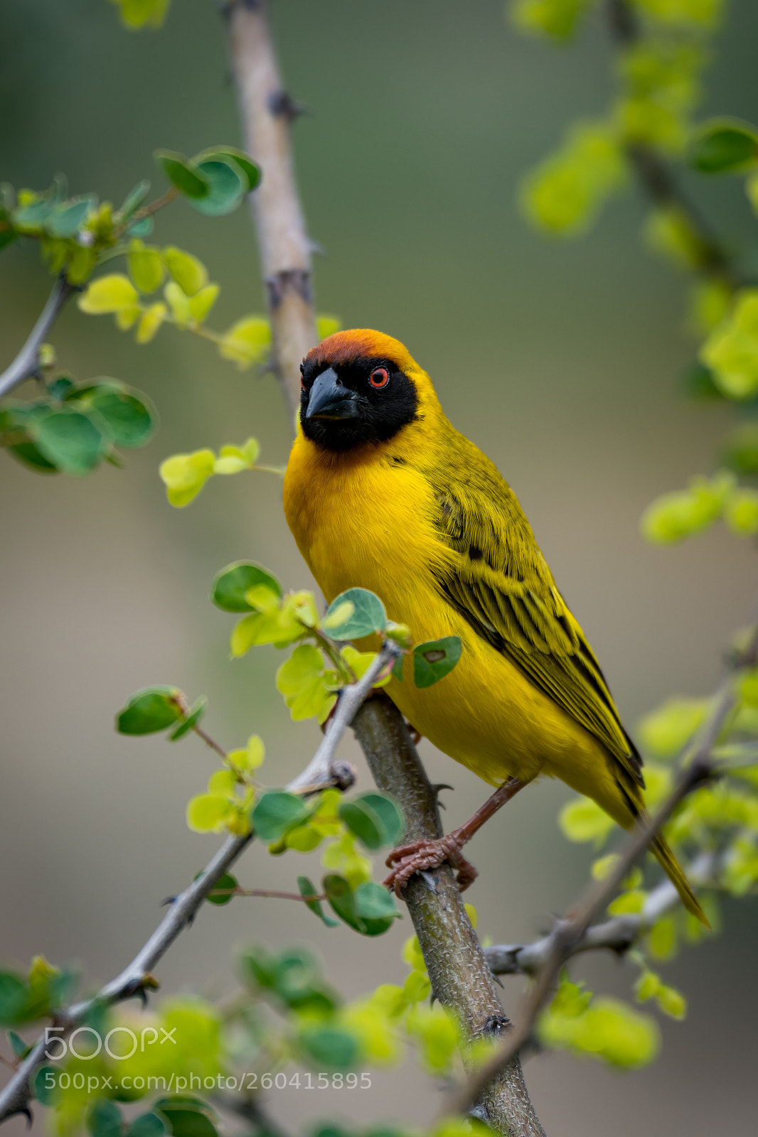 Nikon D850 sample photo. Masked weaver bird on photography