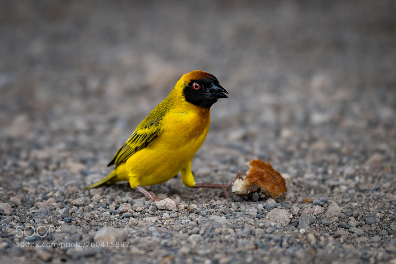 Nikon D850 sample photo. Masked weaver bird on photography