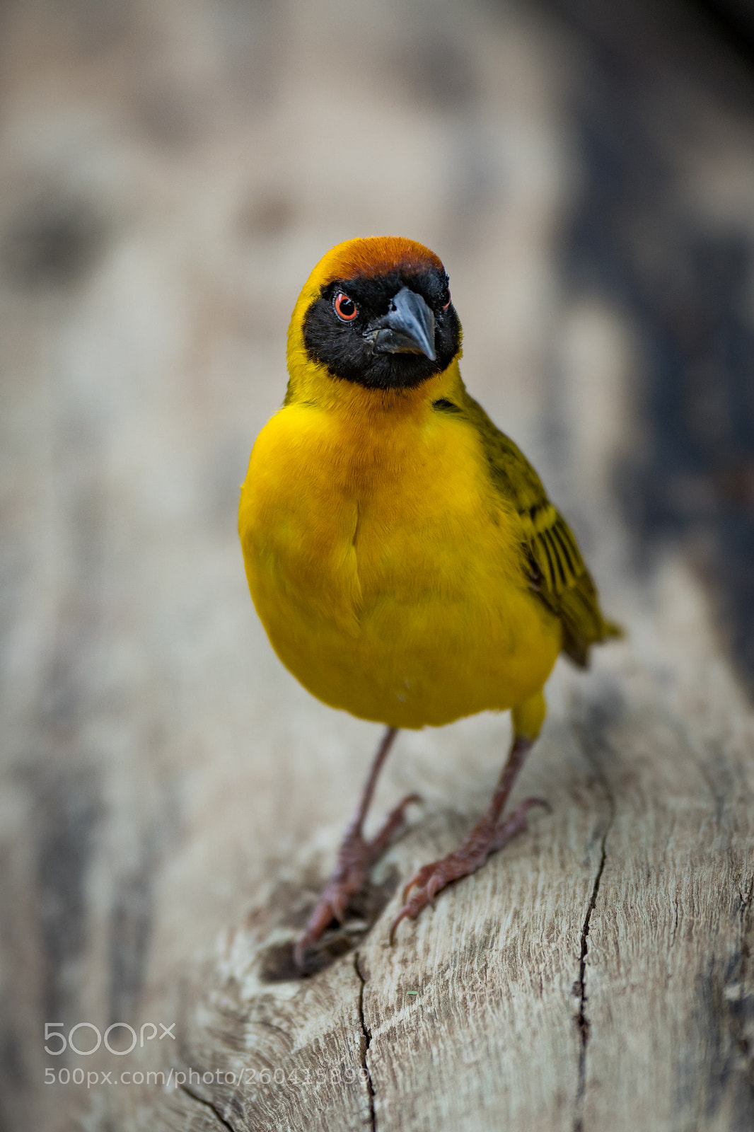Nikon D850 sample photo. Masked weaver bird on photography