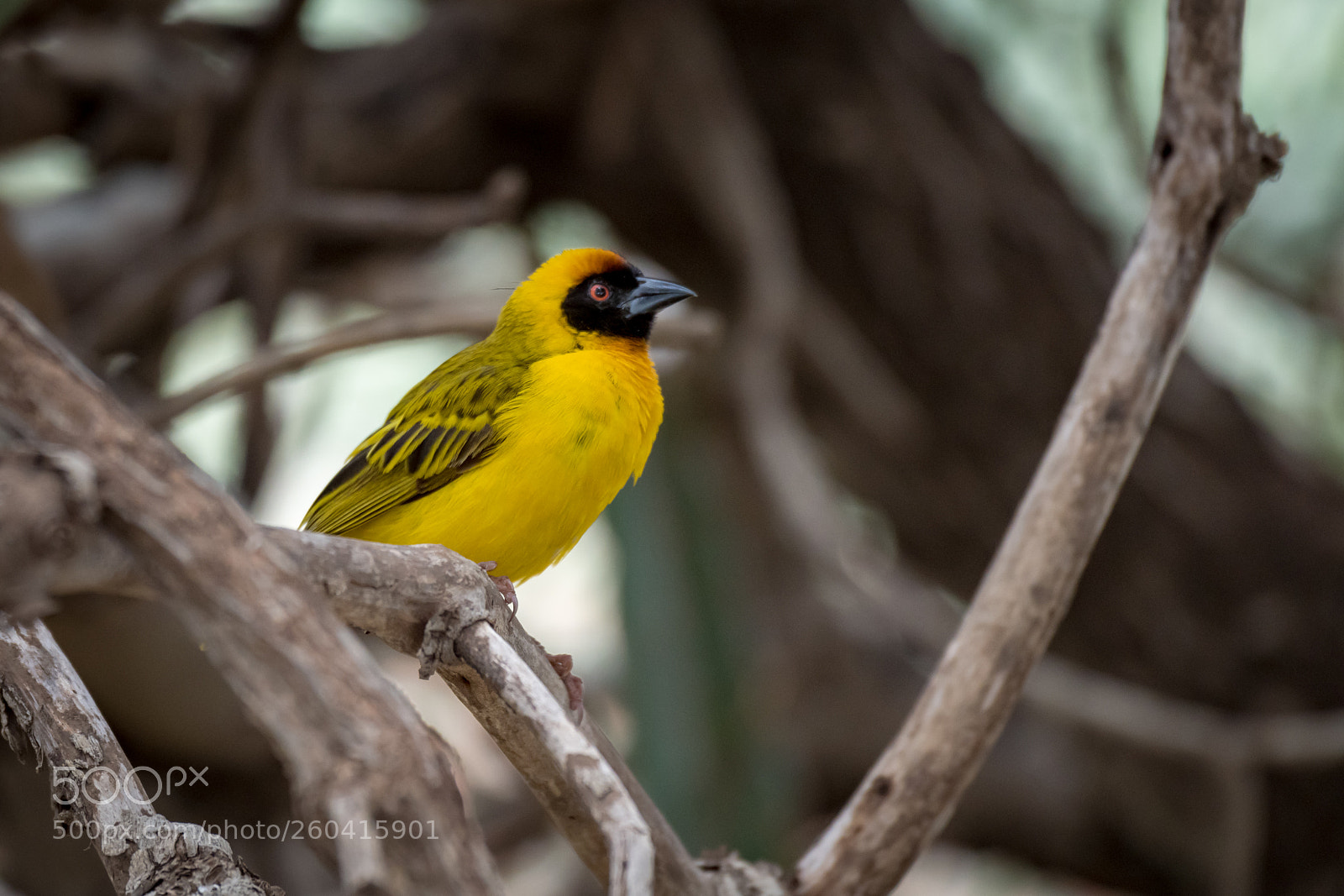 Nikon D850 sample photo. Masked weaver bird perched photography