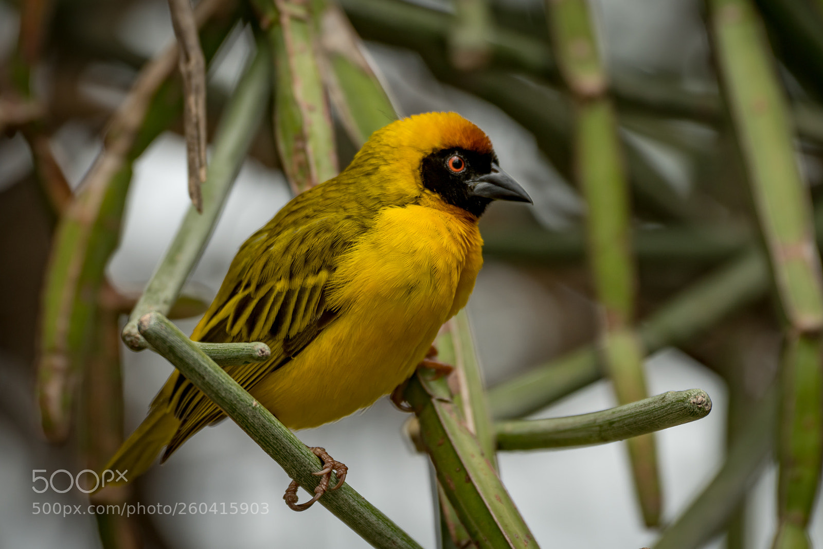 Nikon D850 sample photo. Masked weaver bird perched photography