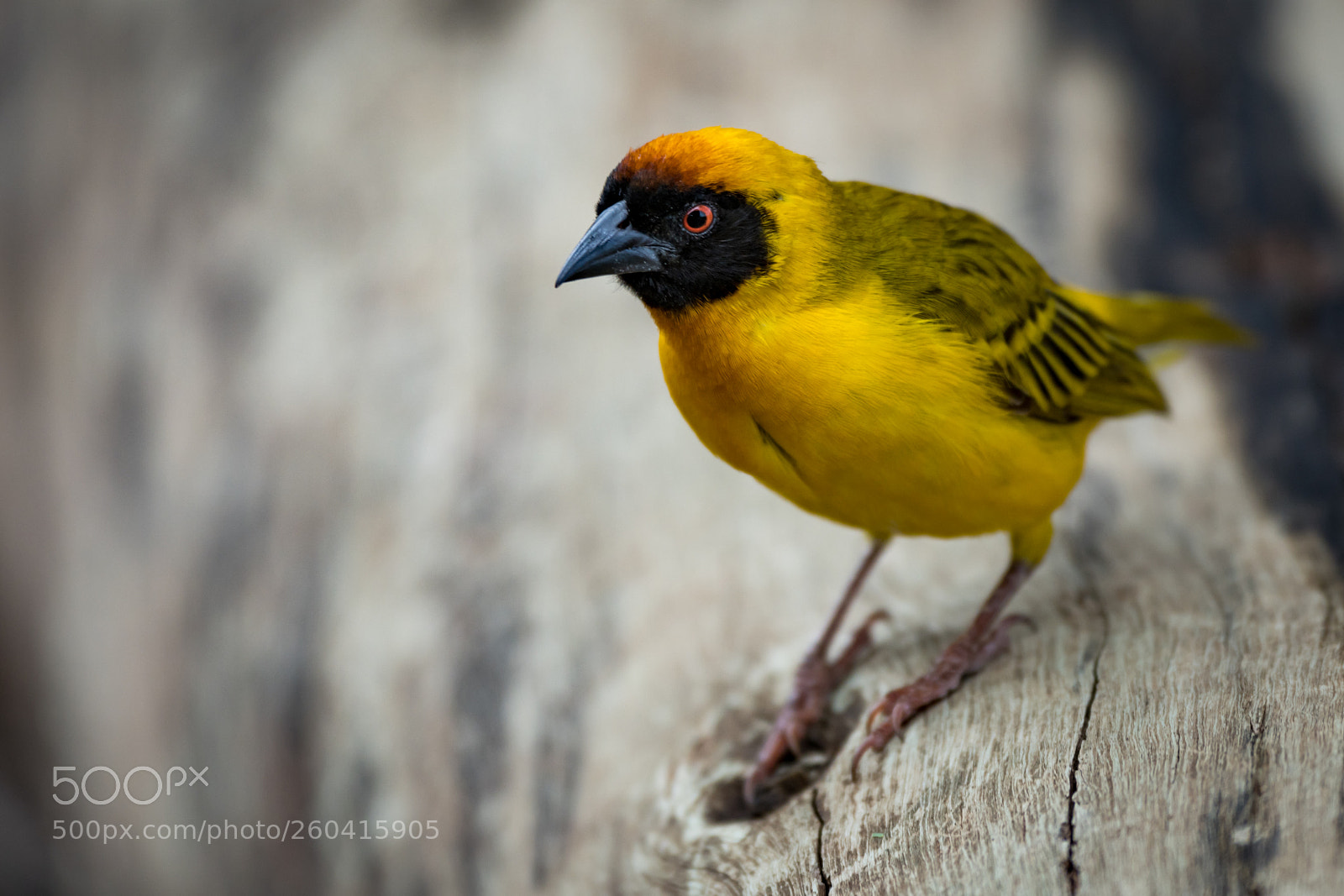 Nikon D850 sample photo. Masked weaver bird perched photography
